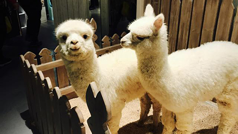 家居賣場開動物樂園，羊駝、土撥鼠等600只動物齊聚